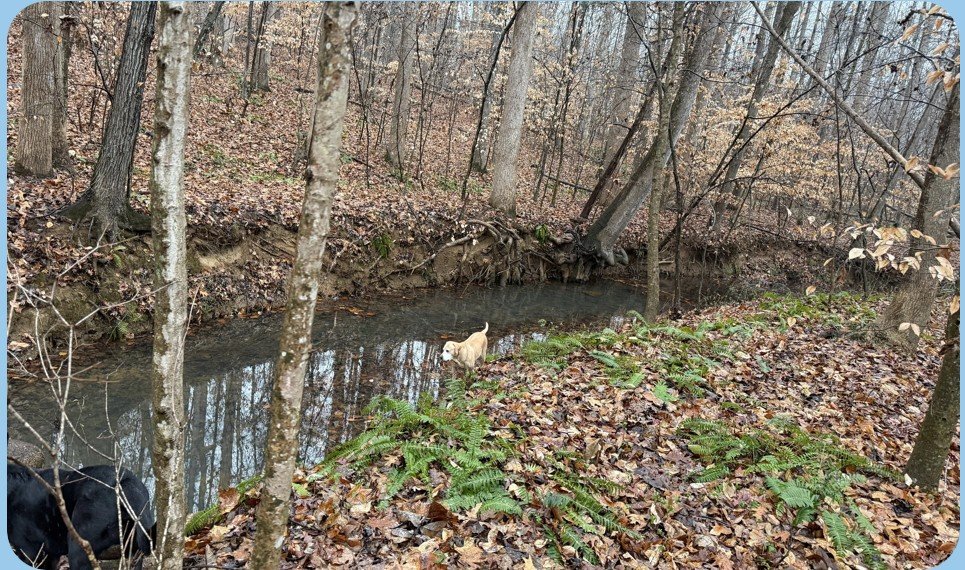 A quiet creek running through the wooded acreage