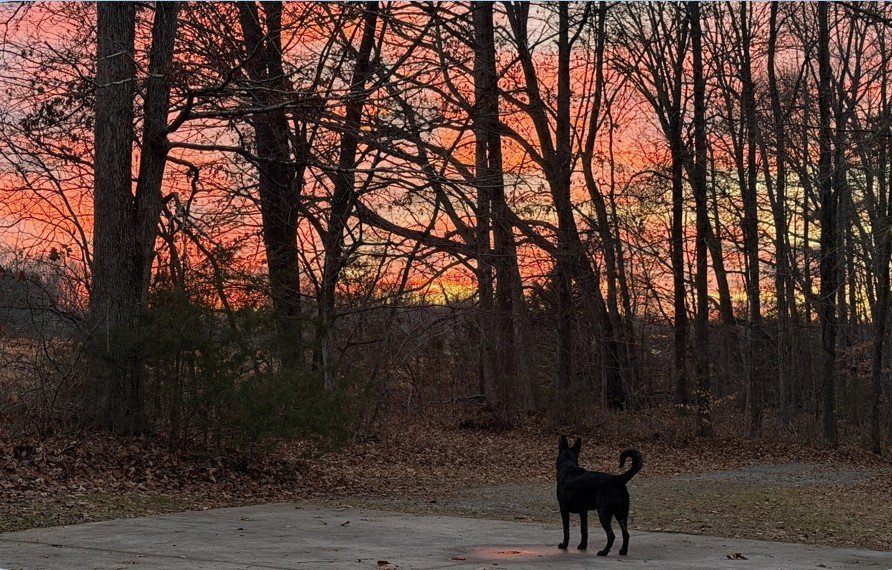A dog standing at the wood's edge against a fiery sunset